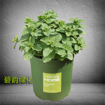 薄荷
